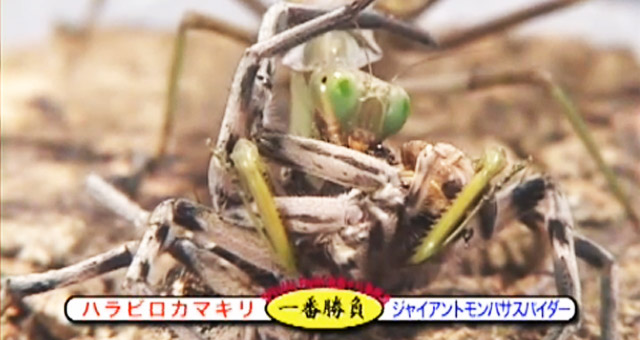 UFBC, Pertandingan Tinju Antar Serangga Di Jepang