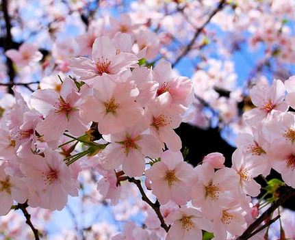 Uniknya Bunga Sakura