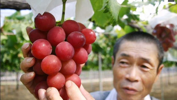 Wah, buah anggur dari Jepang ini dijual seharga 1 juta yen!