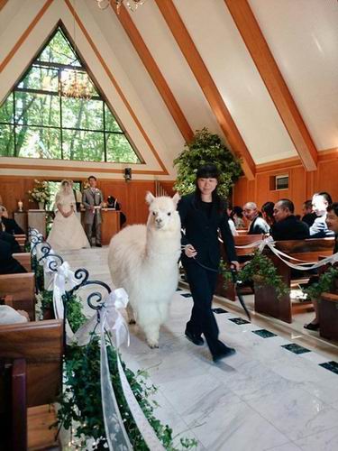 Wah, hotel di Jepang menyewakan seekor Alpaca untuk menjadi saksi pernikahan! (1)