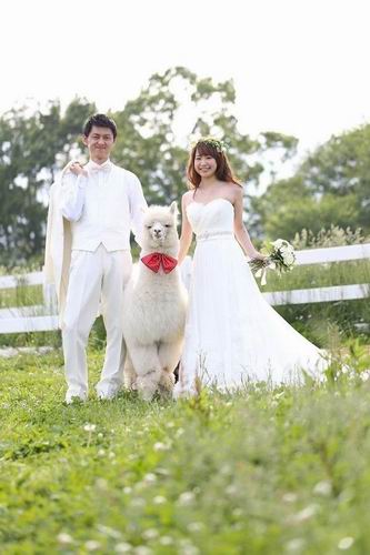 Wah, hotel di Jepang menyewakan seekor Alpaca untuk menjadi saksi pernikahan! (2)
