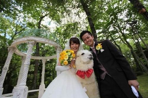 Wah, hotel di Jepang menyewakan seekor Alpaca untuk menjadi saksi pernikahan! (3)