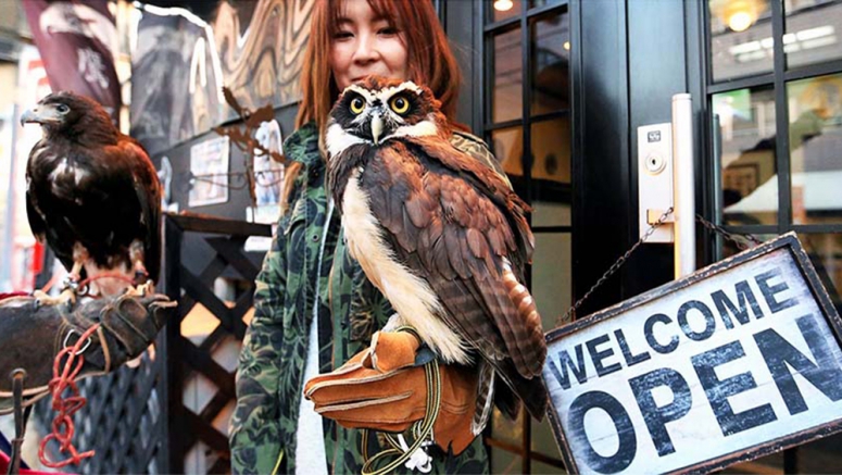 Wah, kafe di Tokyo ini menawarkan makanan, minuman dan burung pemangsa untuk dibawa pulang!