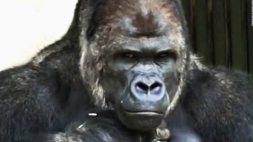 Fans di Jepang merayakan ulang tahun Shabani, gorila yang populer karena ketampanannya