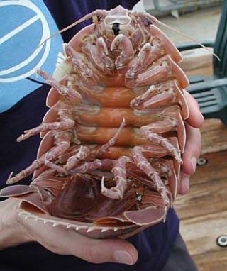 Wow! Di Jepang, isopoda raksasa dibuat menjadi kerupuk! (3)