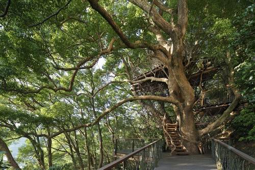 Wow! Inilah rumah pohon terbesar di Jepang yang dibangun di atas pohon berumur sekitar 300 tahun! (1)
