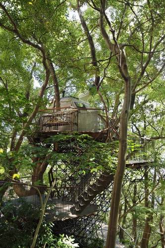 Wow! Inilah rumah pohon terbesar di Jepang yang dibangun di atas pohon berumur sekitar 300 tahun!