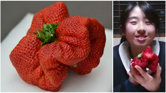 Wow! Strawberry raksasa dari Jepang memecahkan rekor selama 32 tahun! (1)