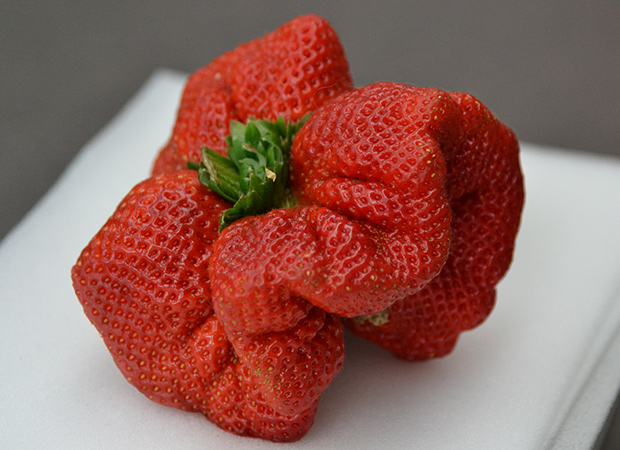 Wow! Strawberry raksasa dari Jepang memecahkan rekor selama 32 tahun! (2)