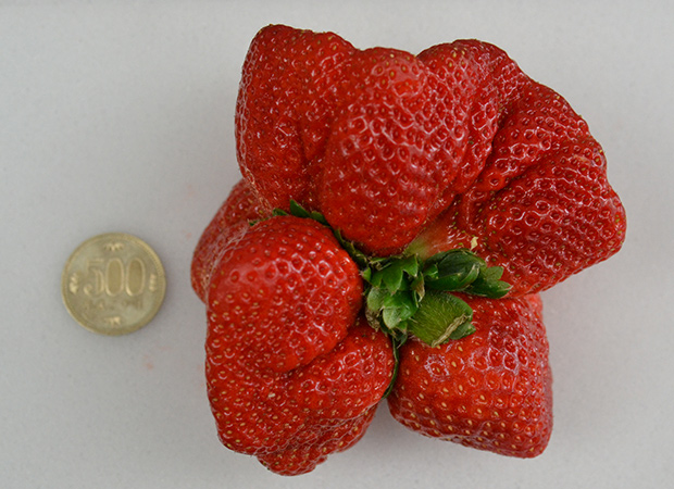 Wow! Strawberry raksasa dari Jepang memecahkan rekor selama 32 tahun! (3)
