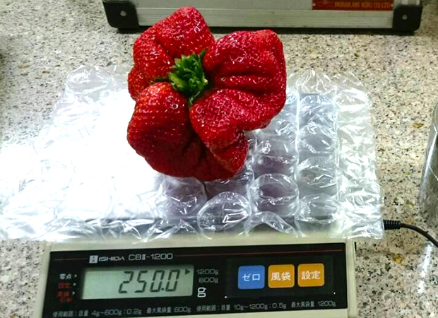 Wow! Strawberry raksasa dari Jepang memecahkan rekor selama 32 tahun! (5)