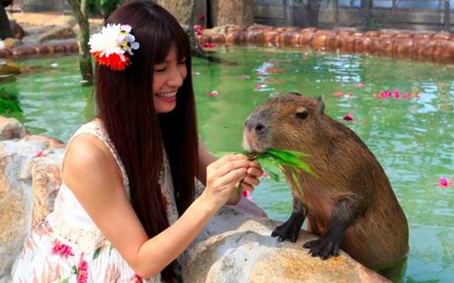 Yuk kita bermain dengan Kanguru, Penguin, dan Capybara di kebun binatang Kobe! (1)