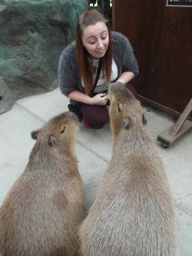 Yuk kita bermain dengan Kanguru, Penguin, dan Capybara di kebun binatang Kobe! (4)