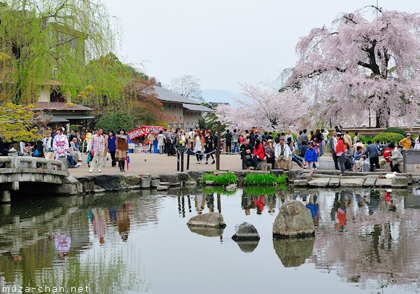 Pohon Sakura Shidare yang telah berusia tua dan spektakuler di Kyoto menarik jutaan orang setiap tahun