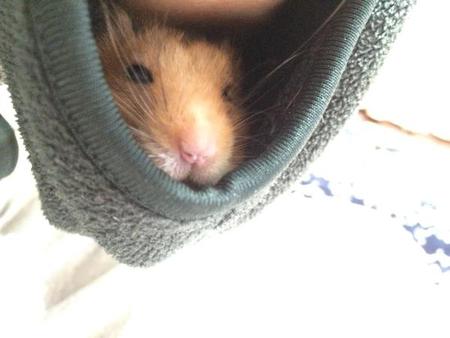Gemes: Hamster Lucu Hangatkan Diri Bergelung di Lengan Baju