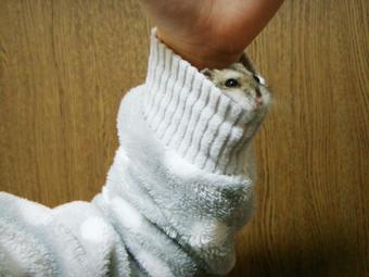 Gemes: Hamster Lucu Hangatkan Diri Bergelung di Lengan Baju