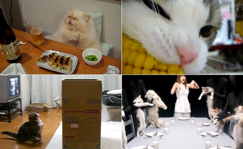 japanese-cat-videos1