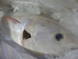 Nelayan Jepang Tangkap Tuna Putih Langka di Laut Indonesia