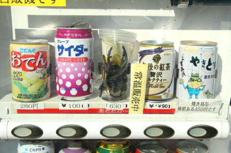 Kumbang Rusa Juga Bisa Dibeli dari Vending Machine Ini