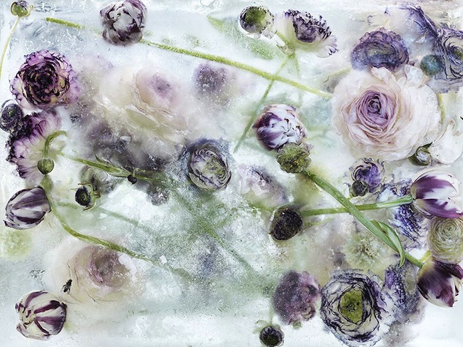 locked-in-the-ether-frozen-flowers-kenji-shibata (1)