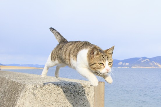 photobook kucing (1)