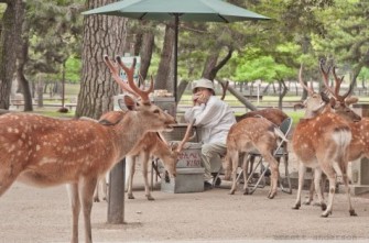 Kunjungi Kota Penuh Rusa di Jepang