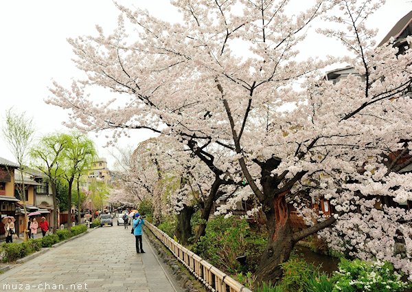 Tempat favorit melihat mekarnya bunga sakura di Shirakawa-dori, Kyoto