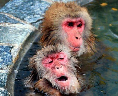 Monyet-monyet salju di Jepang menangkal dinginnya musim dingin di spa mata air panas